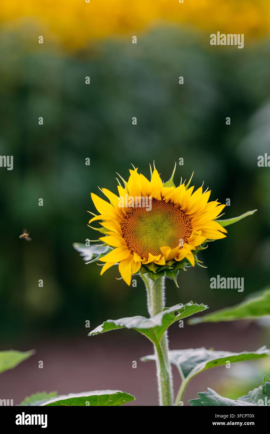 Un'ape vola verso un girasole vivace Foto Stock
