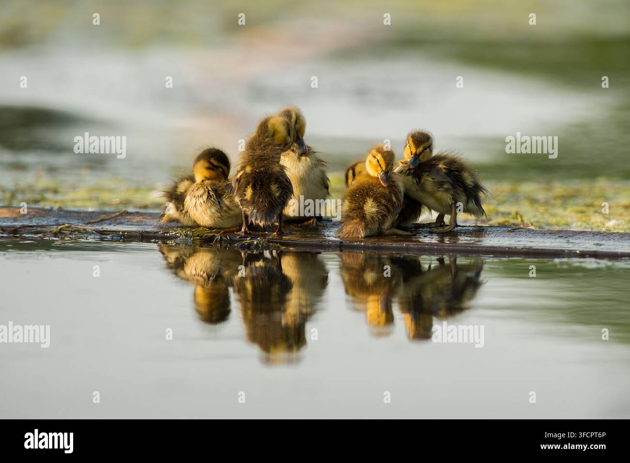 Anatroccoli di tacchino che riposano su un tronco con riflessi nello stagno Foto Stock