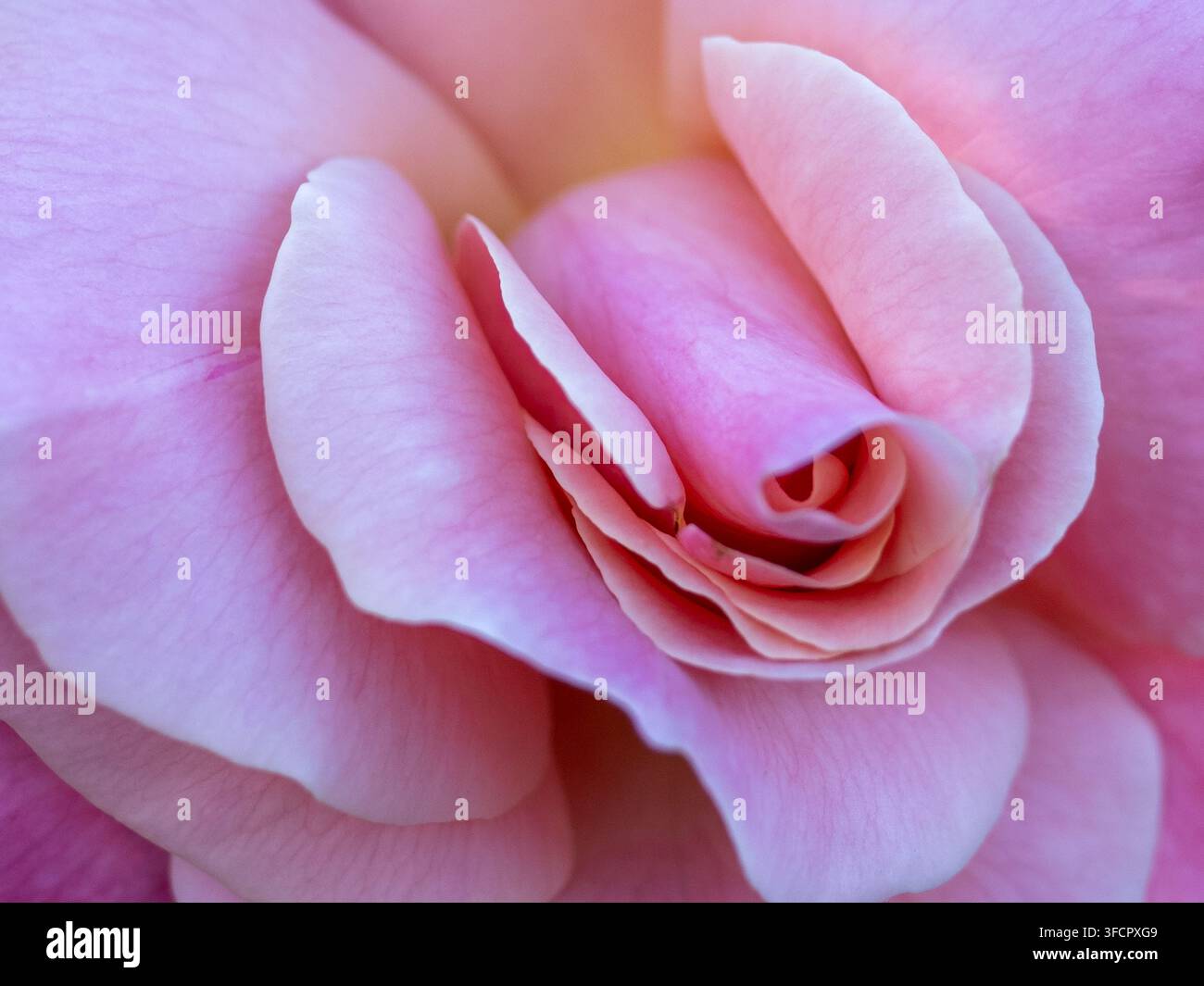 Petali di rosa morbidi e delicati che si dispiegano Foto Stock