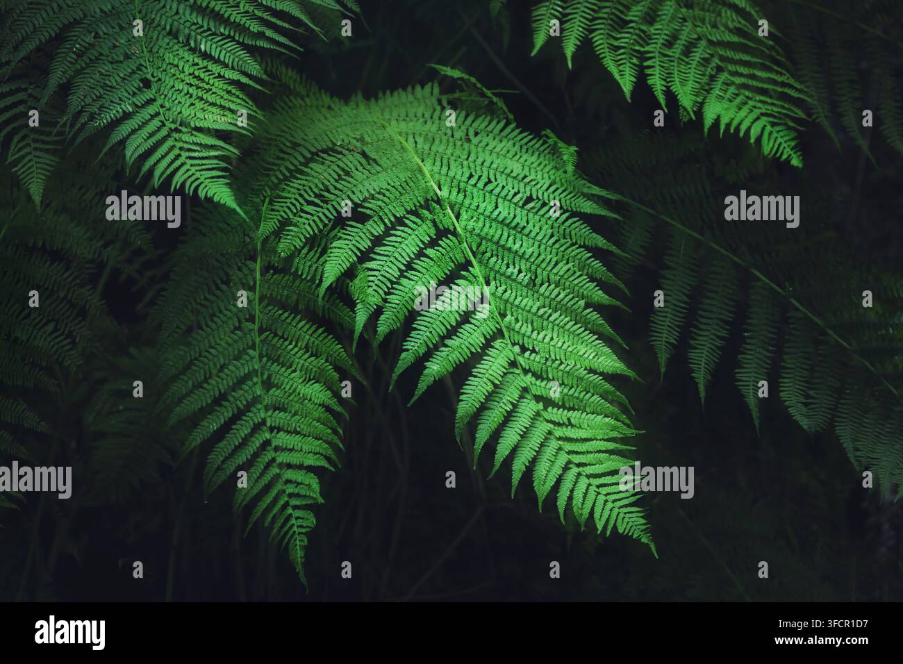 Foglie di felce nella natura. Piante di foresta in alto contrasto che si stagliano contro lo sfondo naturale scuro. Foto Stock