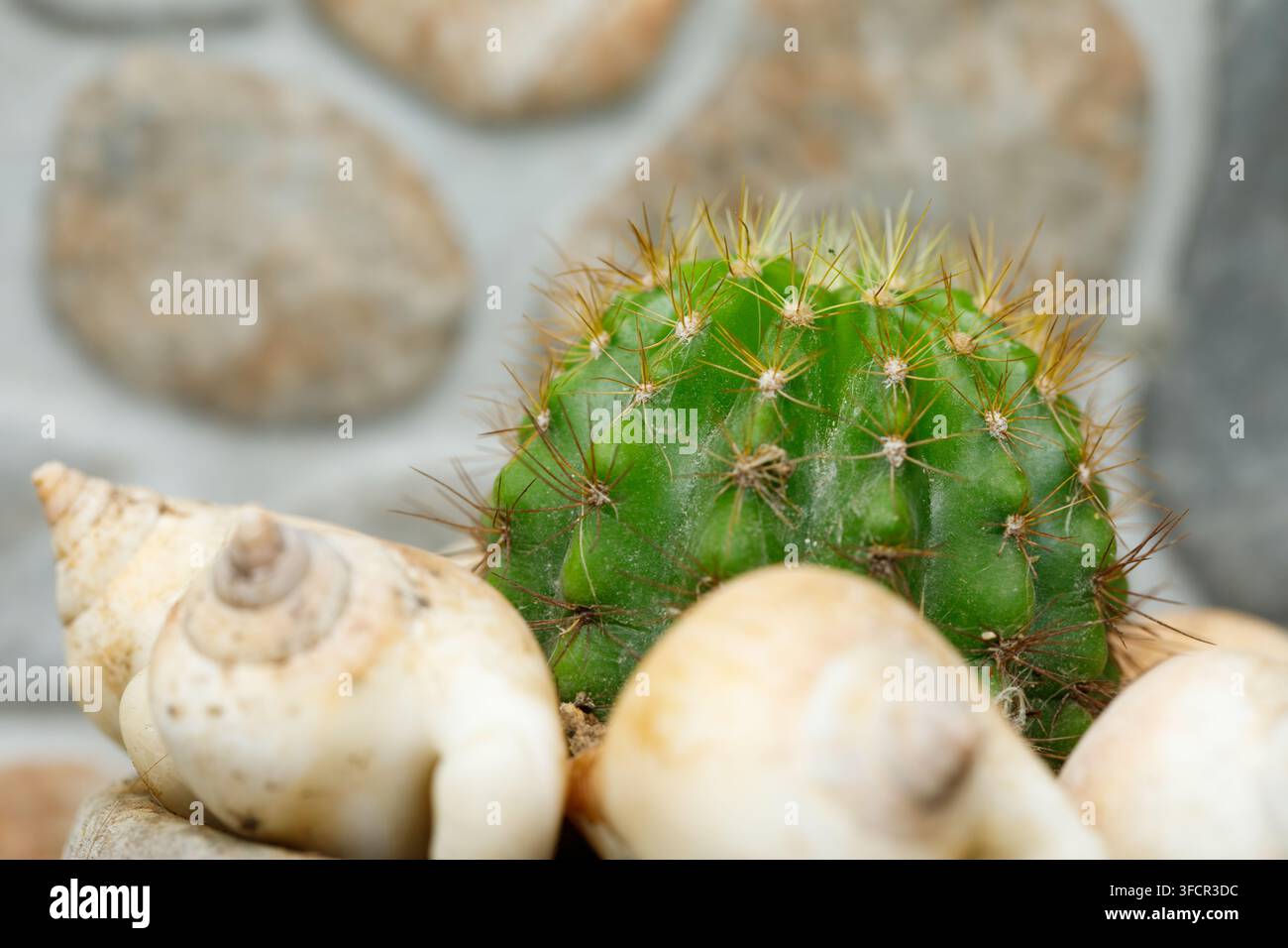 Un cactus verde che cresce in un vaso come pianta d'appartamento decorativa, portando un elemento botanico naturale all'interno. Foto Stock