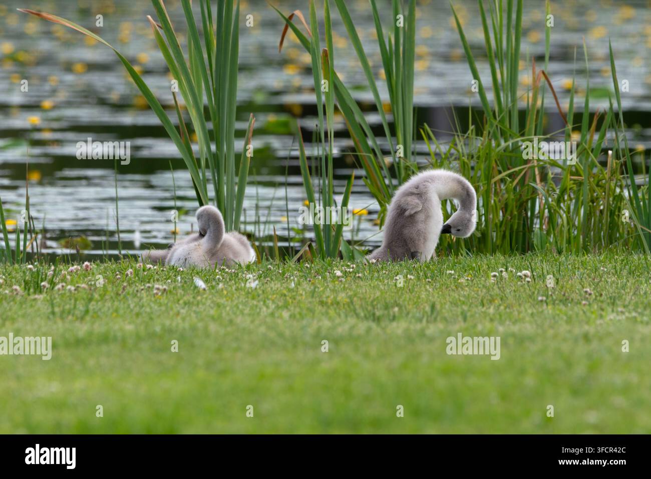 Cignetti cigno muto che riposano sull'erba verde - foto ravvicinata Foto Stock