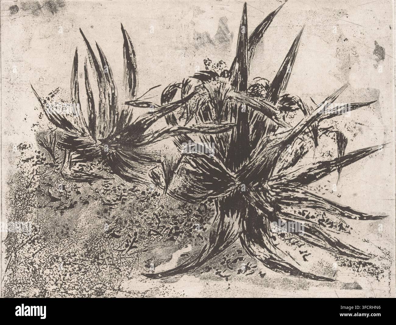 Aloes (titolo originale sull'oggetto), stampa, incisore: Nono Reinhold (firmato dall'artista), Paesi Bassi, 1955, carta, incisione, acquatinta, incisione e acquatinta, prova di stampa, altezza 230 mm x larghezza 298 mm, piante ed erbe: aloe. Una stampa monocromatica che mostra diverse piante spinose e radianti con foglie lunghe e strette e centri strutturati su uno sfondo screziato e granuloso, le piante rappresentate con tratti scuri e ruvidi con aree di punti sparsi e schizzi attorno alle loro basi e tra le foglie. Foto Stock