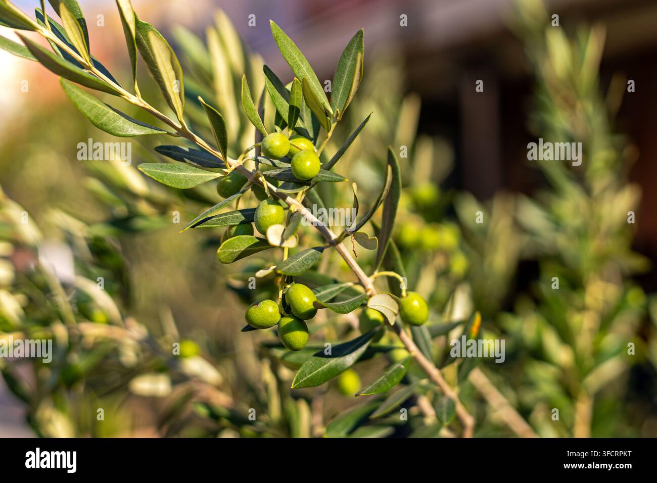 Olive verdi che crescono su un ramo di ulivo illuminato dal sole. Olive verdi non mature crescono tra foglie strette su un ramo di ulivo illuminato dal sole con una sfocatura delicata Foto Stock