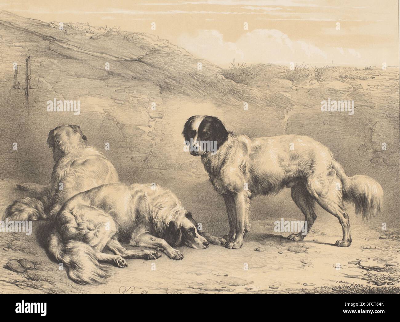 Tre cani, Études d'Animaux, Vari animali, stampa, incisore: Eugène Verboeckhoven, stampatore (persona): Pierre Degobert, editore: Buffa en Zonen, Frans, Amsterdam, 1844, Eugène Verboeckhoven, Pierre Degobert, Buffa en Zonen, incisore, stampatore (persona), editore, carta, litografia tonale, litografia tonale in nero con blocco tonale in beige, altezza 487 mm x larghezza 628 mm, cane. Tre grandi cani occupano un primo piano sabbioso e roccioso, due sdraiati con uno che appoggia la testa sulle zampe e un altro raggomitolato con la schiena girata, mentre un terzo cane è in piedi e si rivolge leggermente verso lo spettatore; i cani Foto Stock