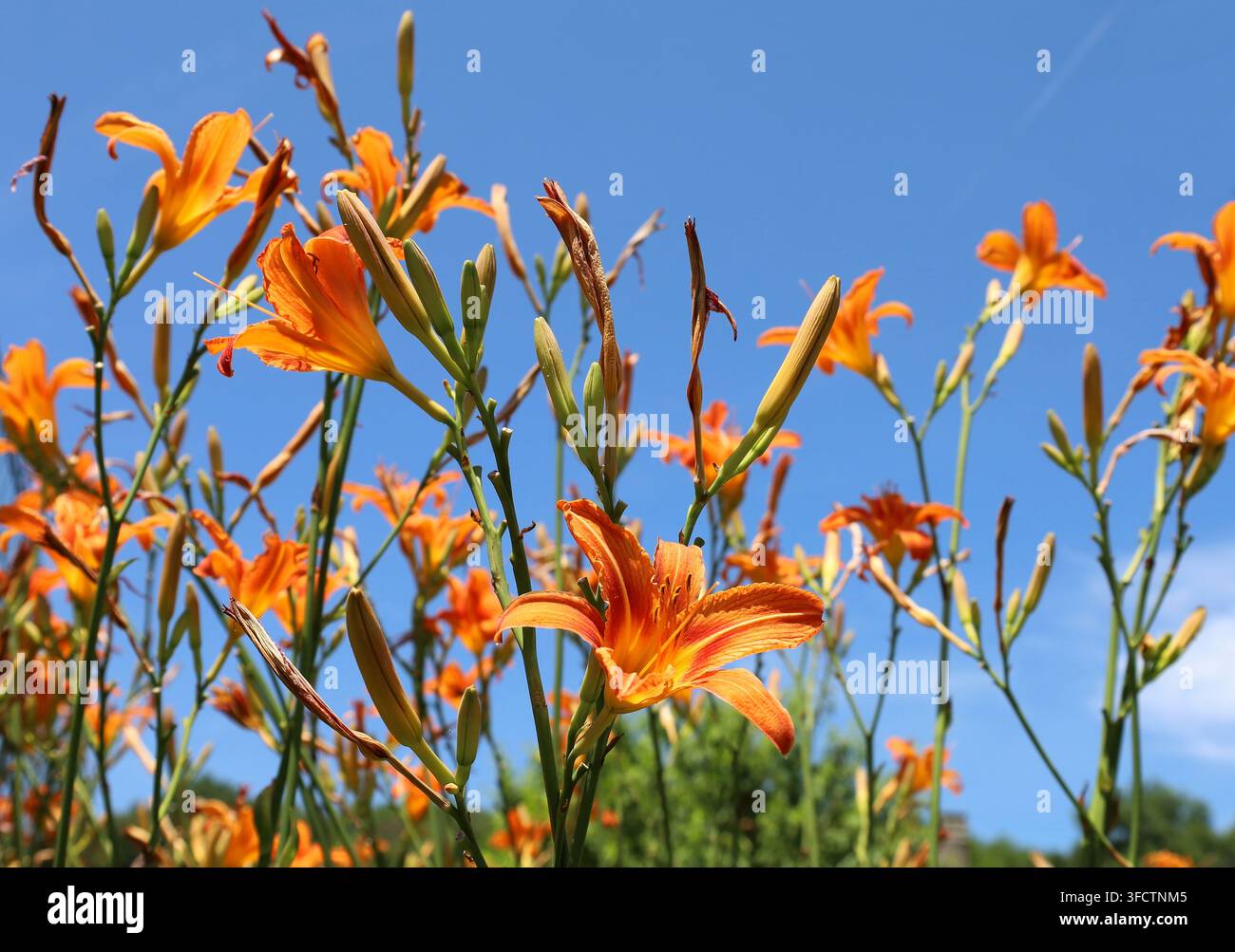 Capolini, bulbi e fiori secchi di Giglio del giorno sotto un cielo estivo blu. È anche chiamata giglio del giorno arancione, giglio del mais o giglio del giorno tigrato Foto Stock