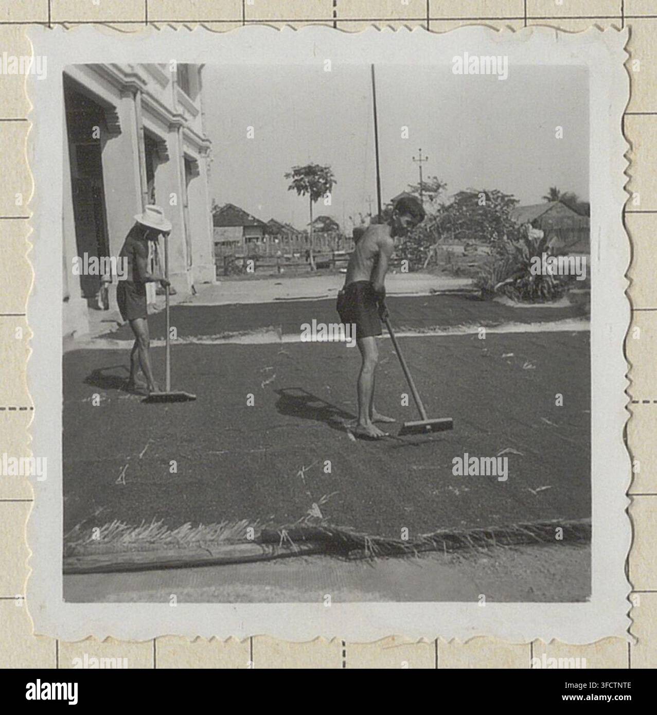 Asciugatura del pepe nero in Cambogia, 1953, un processo che prevede l'uso di strumenti a manico lungo, come parte della preparazione del pepe nero. Foto Stock