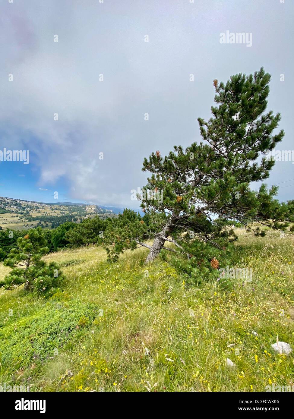 Pino sferzato dal vento che cresce in un prato montano erboso sull'altopiano di Ai-Petri in Crimea. - Immagine stock catturata con smartphone
