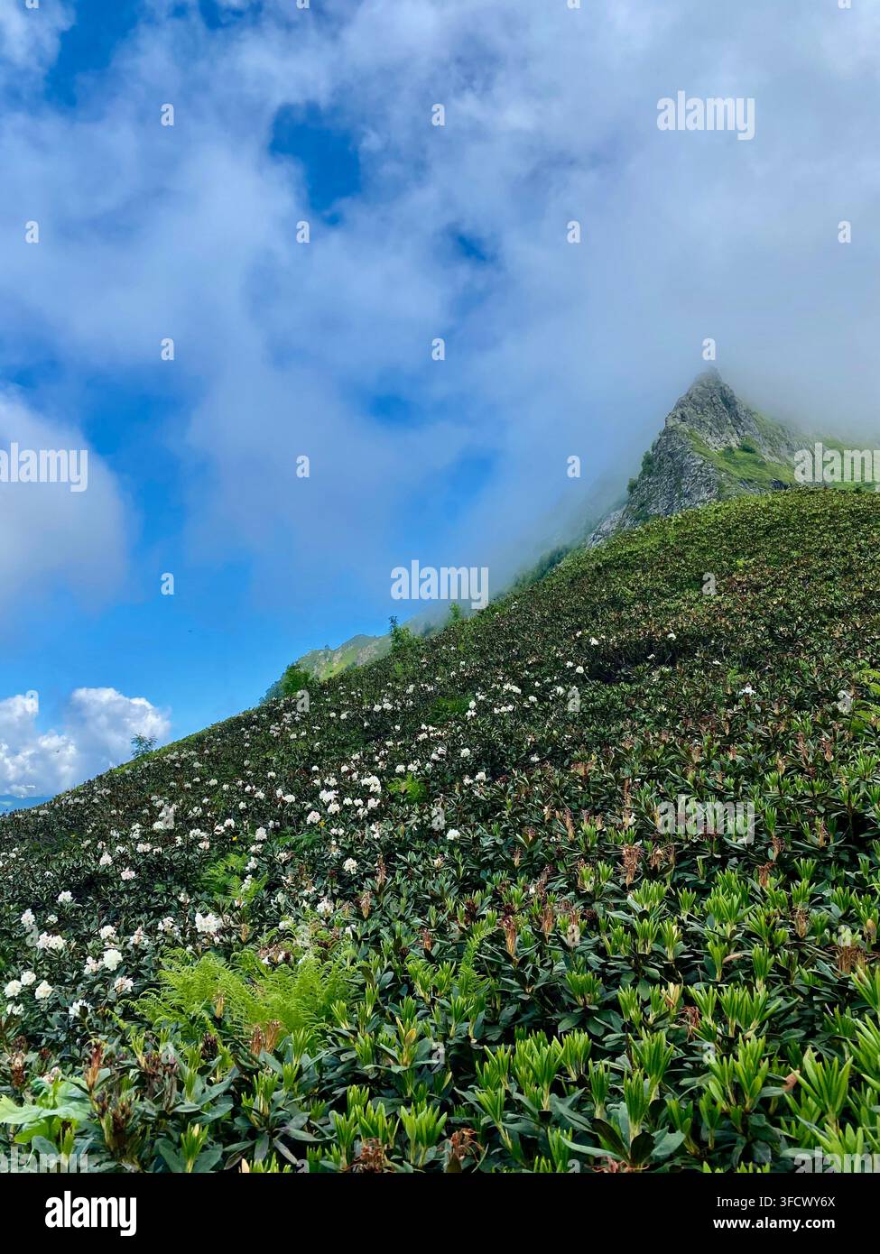 Rhododendri montani in fiore coprono pendici verdi sotto un picco roccioso nebbioso. - Immagine stock catturata con smartphone