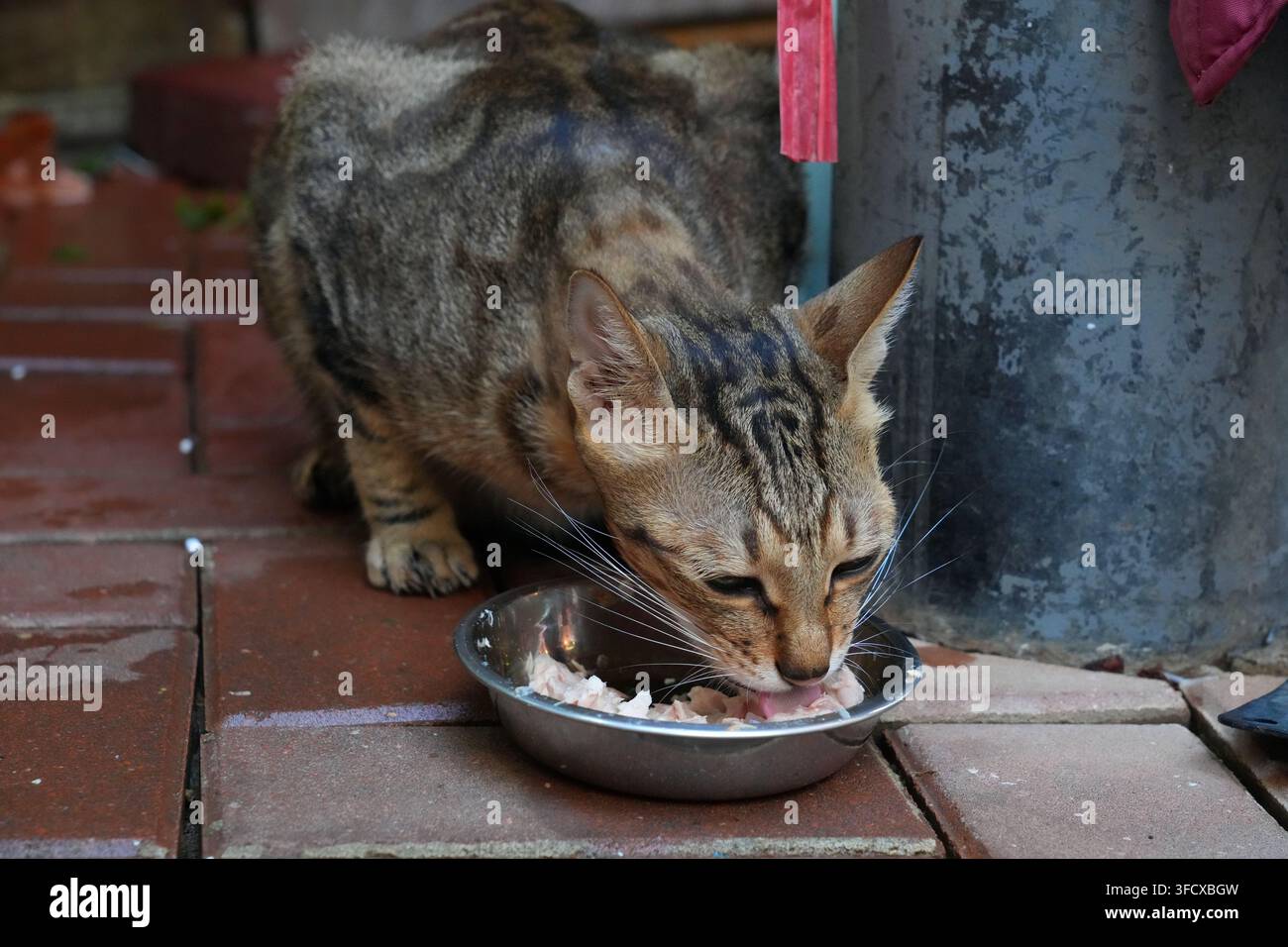 Gatto di strada locale al mercato di strada di Causeway Bay a Hong Kong, che mangia pezzi di pesce fresco da una ciotola. Foto Stock
