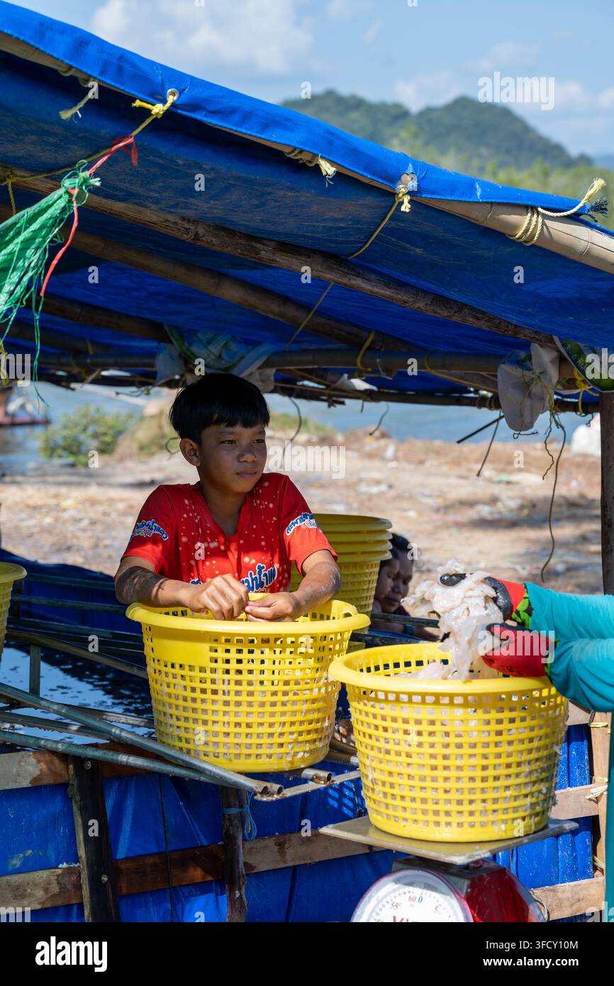 KRABI, THAILANDIA — 22 FEBBRAIO 2026: Operai smistano meduse in cesti gialli sopra una bilancia in una stazione di lavorazione del Mar di Andaman. Foto Stock