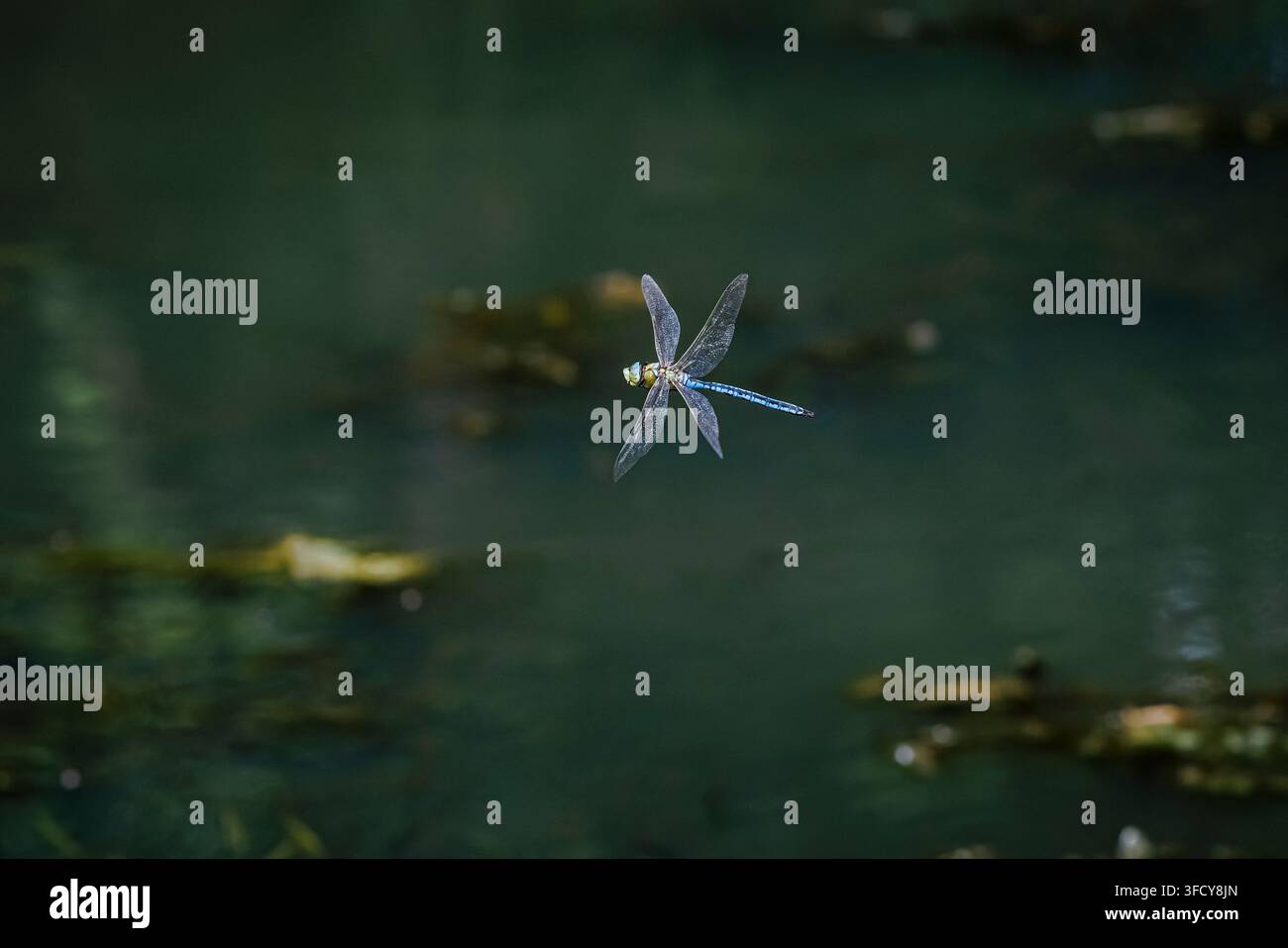 Una libellula imperatore maschio blu (Anax imperator) in volo, nell'Oxfordshire, Regno Unito in estate Foto Stock