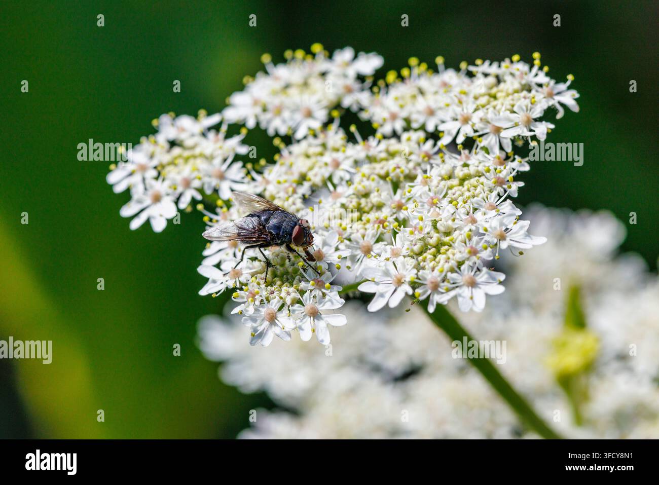 Una vera mosca (ordine Diptera) appoggiata su un grappolo di piccoli fiori bianchi, simile al finocchio selvatico o alla eraclea (Heracleum sphondylium) Foto Stock