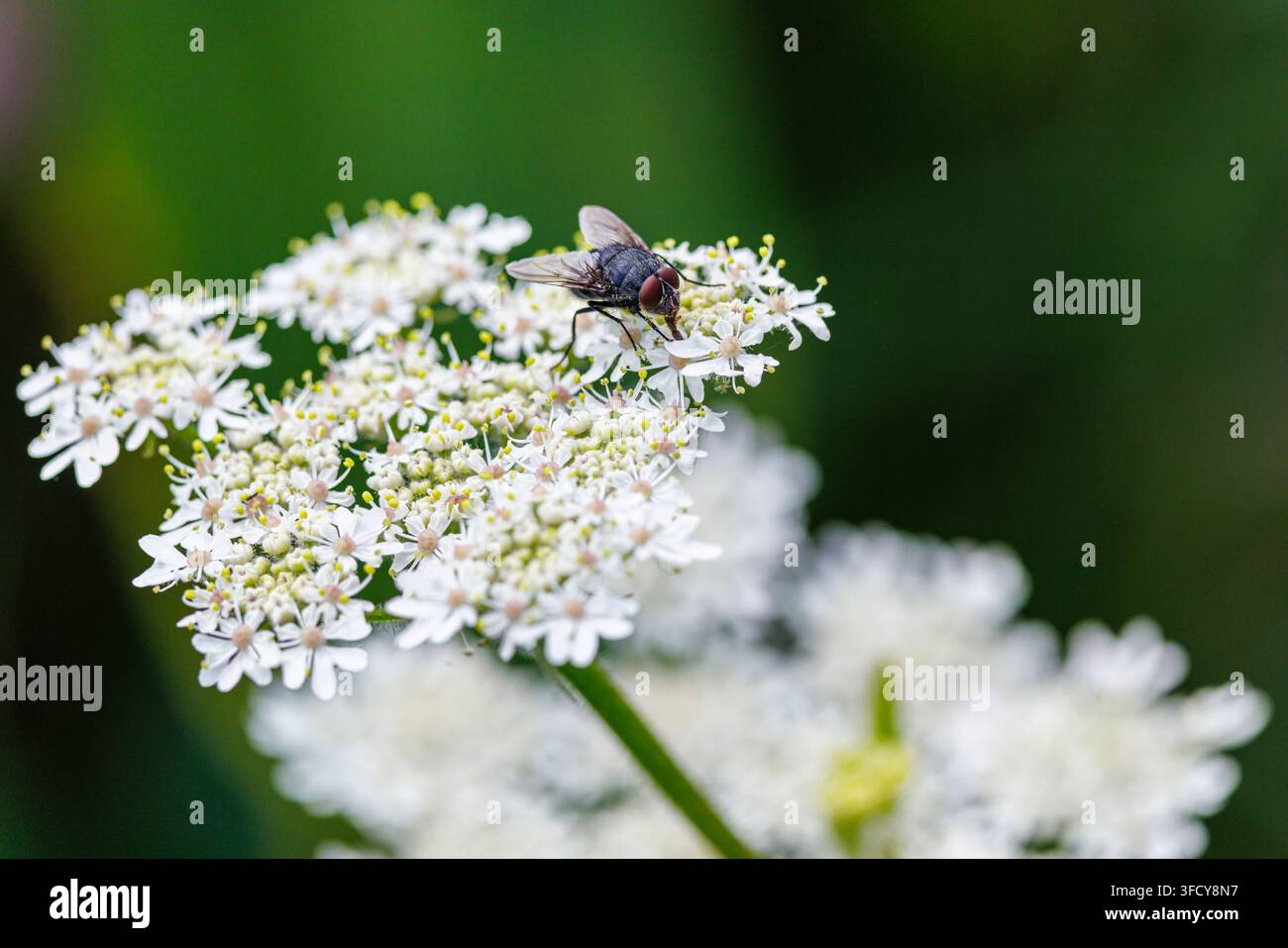 Una vera mosca (ordine Diptera) appoggiata su un grappolo di piccoli fiori bianchi, simile al finocchio selvatico o alla eraclea (Heracleum sphondylium) Foto Stock