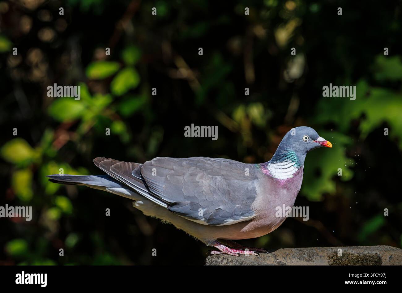 Columba palumbus, una comune colomba selvatica con piumaggio iridescente, beve da una fontana per uccelli in pietra in un giardino nel Surrey, sud-est dell'Inghilterra, in estate Foto Stock