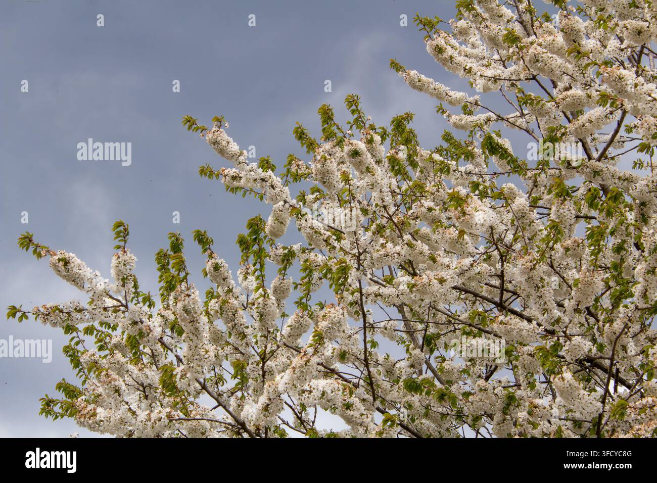 Una minacciosa tempesta di grandine che si abbatte su un frutteto a Friesach, Carinzia, Austria. Foto Stock
