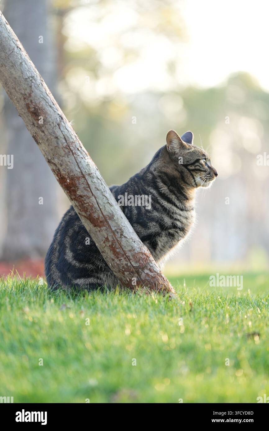 Gatto tigrato seduto attento di profilo sull'erba verde dietro un palo di legno alla luce del sole brillante all'aperto. Foto Stock