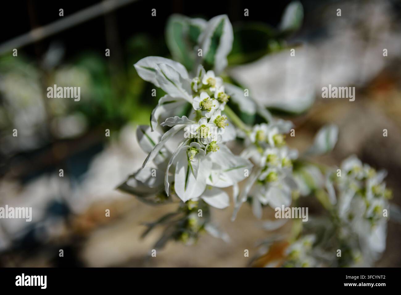 Macro di neve sulla pianta di montagna con fogliame variegato bianco e verde caratteristico e piccoli fiori. Foto Stock