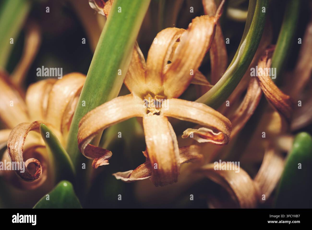 Vista macro in primo piano di un fiore di giacinto comune che appassisce e si secca, con petali marroni appassiti e steli verdi catturati con una luce naturale soffusa. Foto Stock