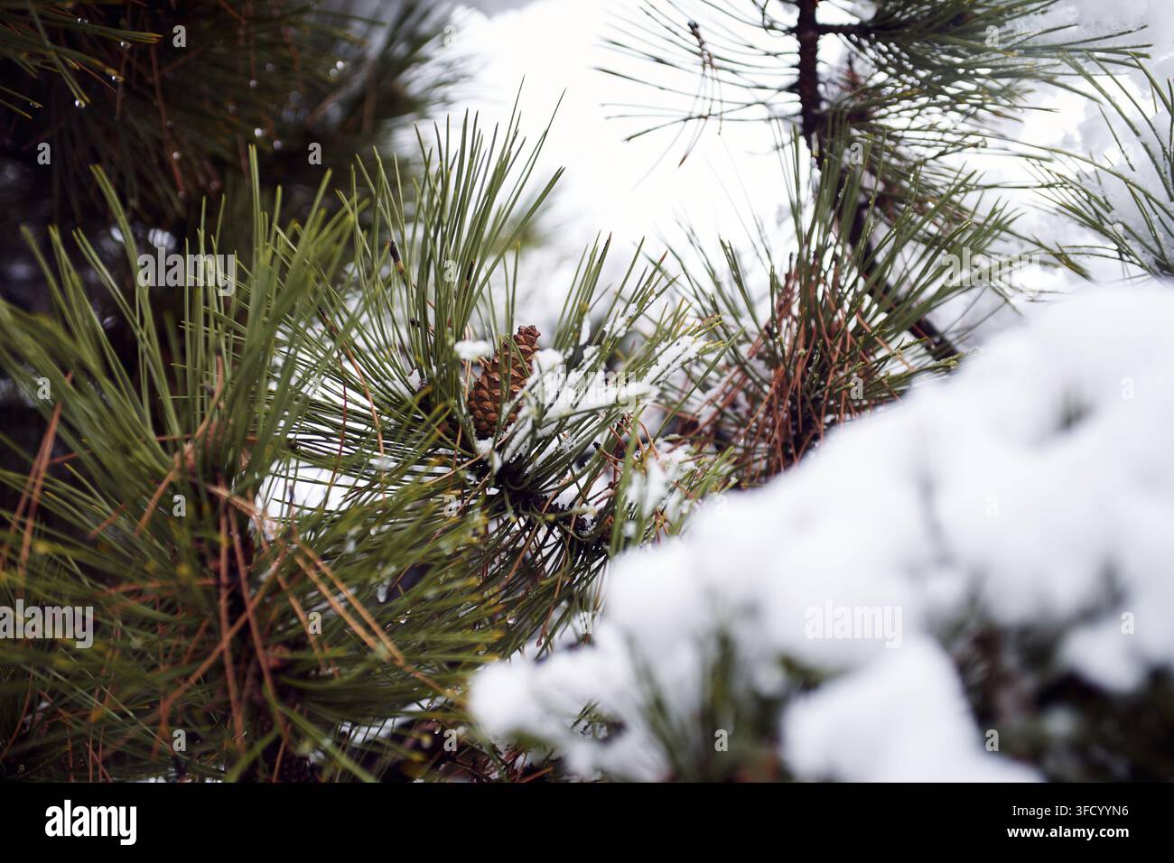 Vista ravvicinata di aghi di pino verde vivace ricoperti di neve bianca fresca durante la stagione invernale con una piccola pigna marrone nascosta tra i rami. Foto Stock