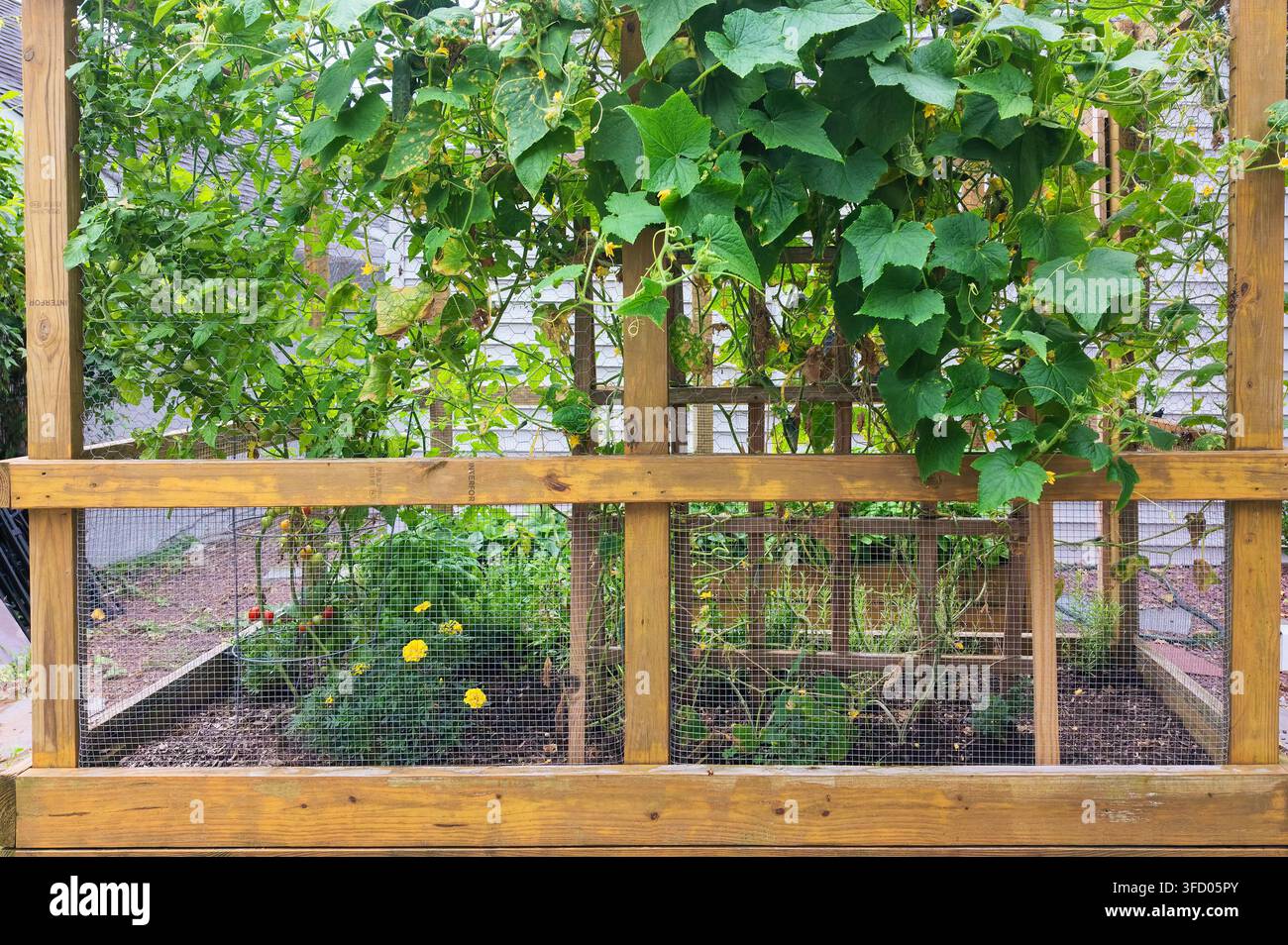 Aiuola da giardino esterna con cetrioli e pomodori rossi che crescono in una struttura protettiva in legno con rete metallica per proteggerli dagli animali Foto Stock