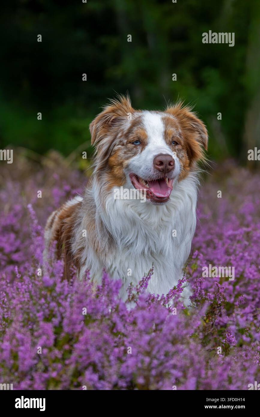 Pastore australiano / Aussie, razza americana di cane da pastore / pecora dagli Stati Uniti nella brughiera fiorita Foto Stock