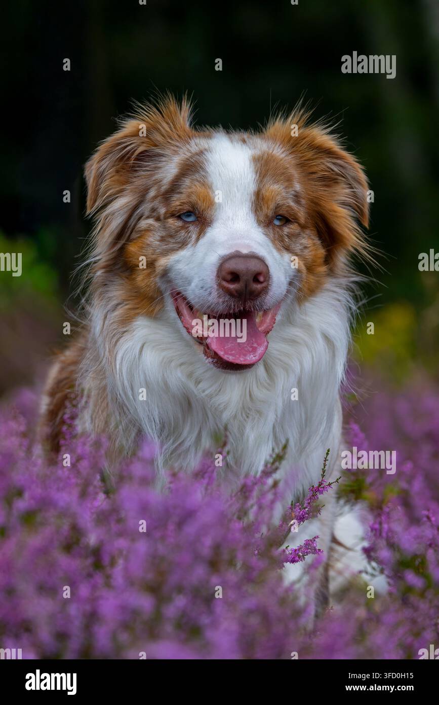 Pastore australiano / Aussie, razza americana di cane da pastore / pecora dagli Stati Uniti nella brughiera fiorita Foto Stock