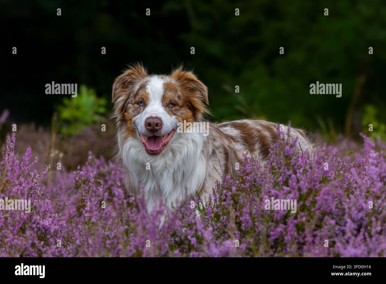 Pastore australiano / Aussie, razza americana di cane da pastore / pecora dagli Stati Uniti nella brughiera fiorita Foto Stock