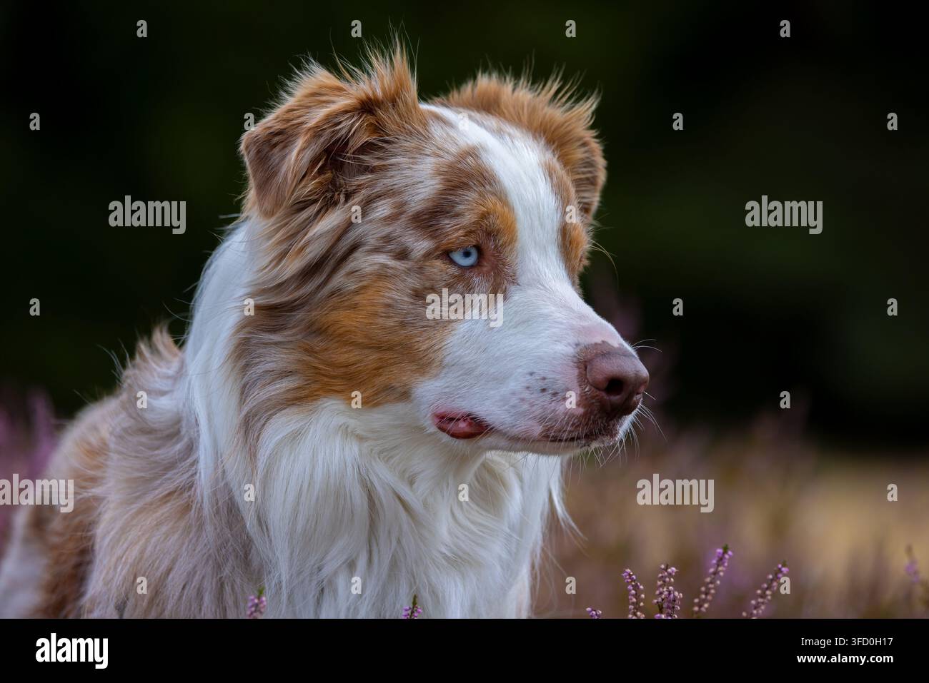 Australian Shepherd / Aussie ritratto in primo piano, razza americana di cane da pastore / pastore americano dagli Stati Uniti in una brughiera in fiore Foto Stock