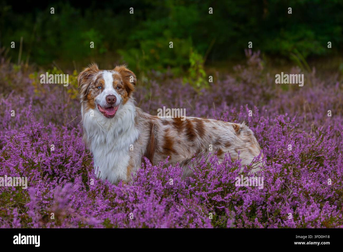 Pastore australiano / Aussie, razza americana di cane da pastore / pecora dagli Stati Uniti nella brughiera fiorita Foto Stock