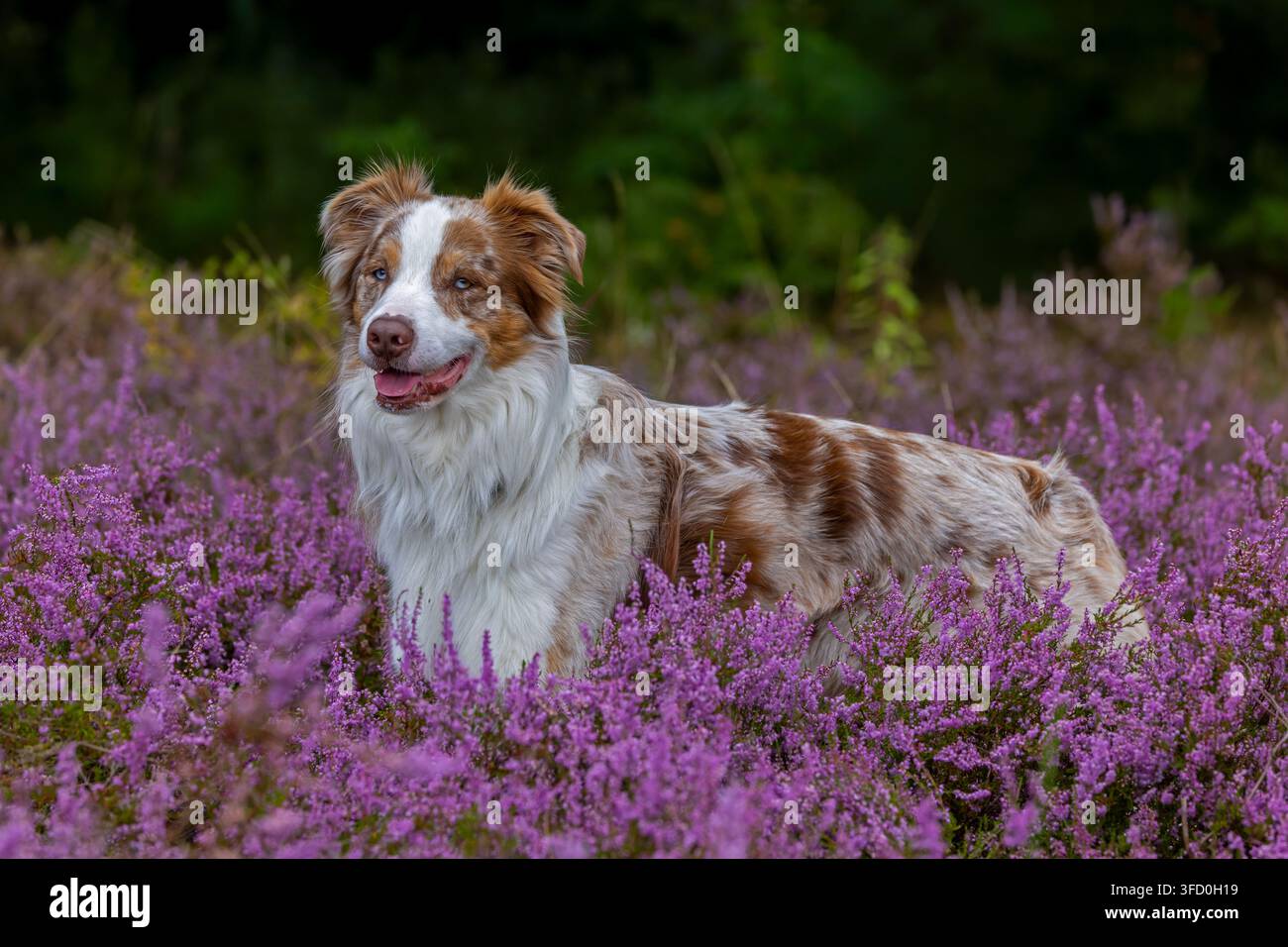 Pastore australiano / Aussie, razza americana di cane da pastore / pecora dagli Stati Uniti nella brughiera fiorita Foto Stock