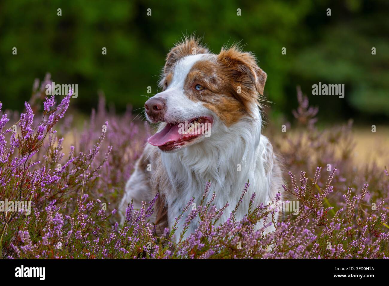 Pastore australiano / Aussie, razza americana di cane da pastore / pecora dagli Stati Uniti nella brughiera fiorita Foto Stock
