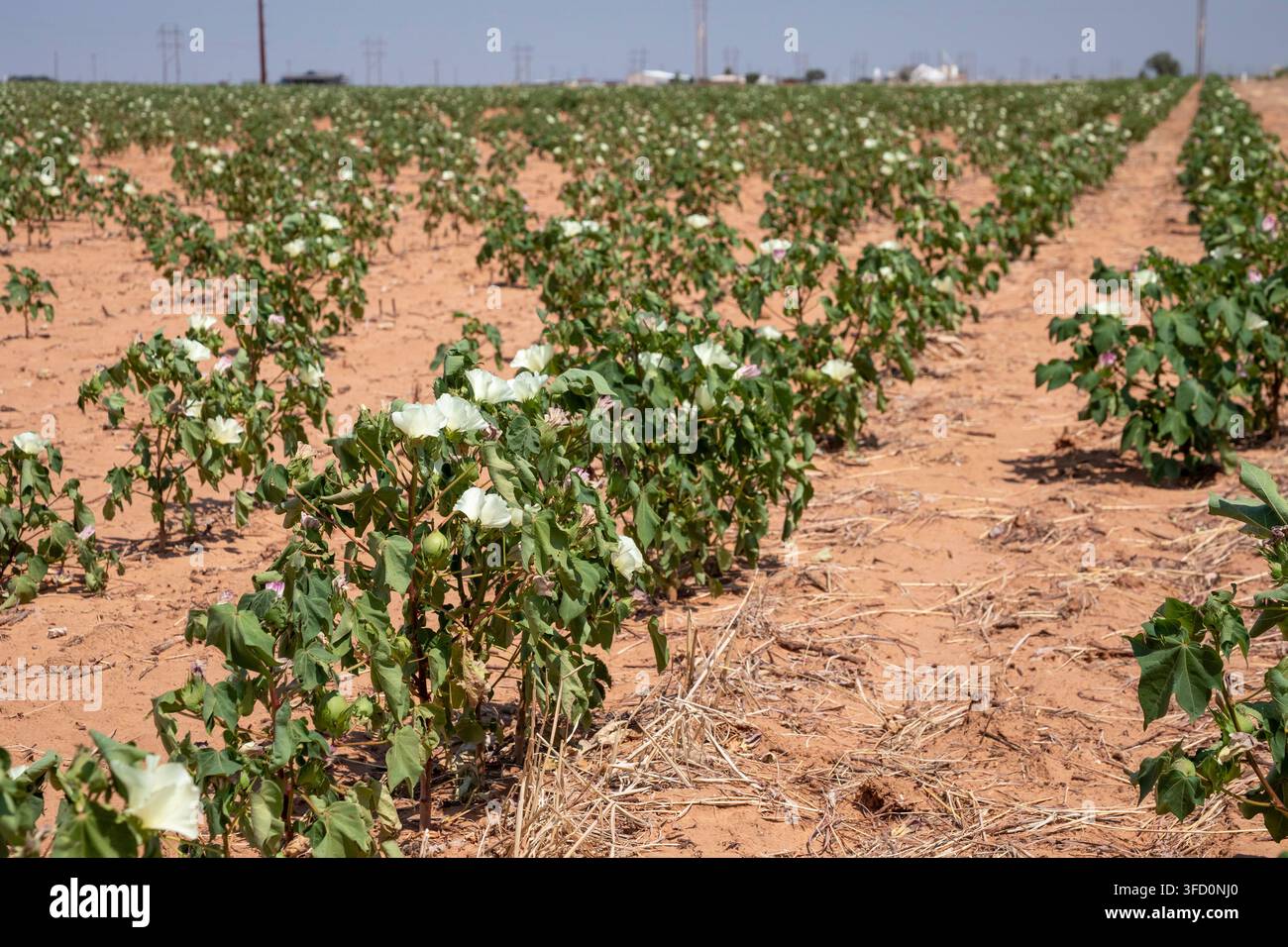 Littlefield, Texas – Il cotone cresce sugli altipiani dell’ovest del Texas. Il Texas è lo stato numero uno per la coltivazione del cotone negli Stati Uniti. Foto Stock