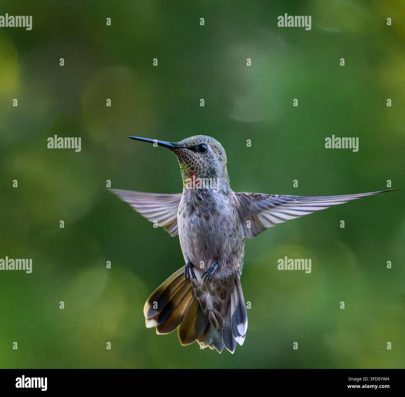 Colibrì di Anna che si avvicina a una mangiatoia da giardino. Foto Stock