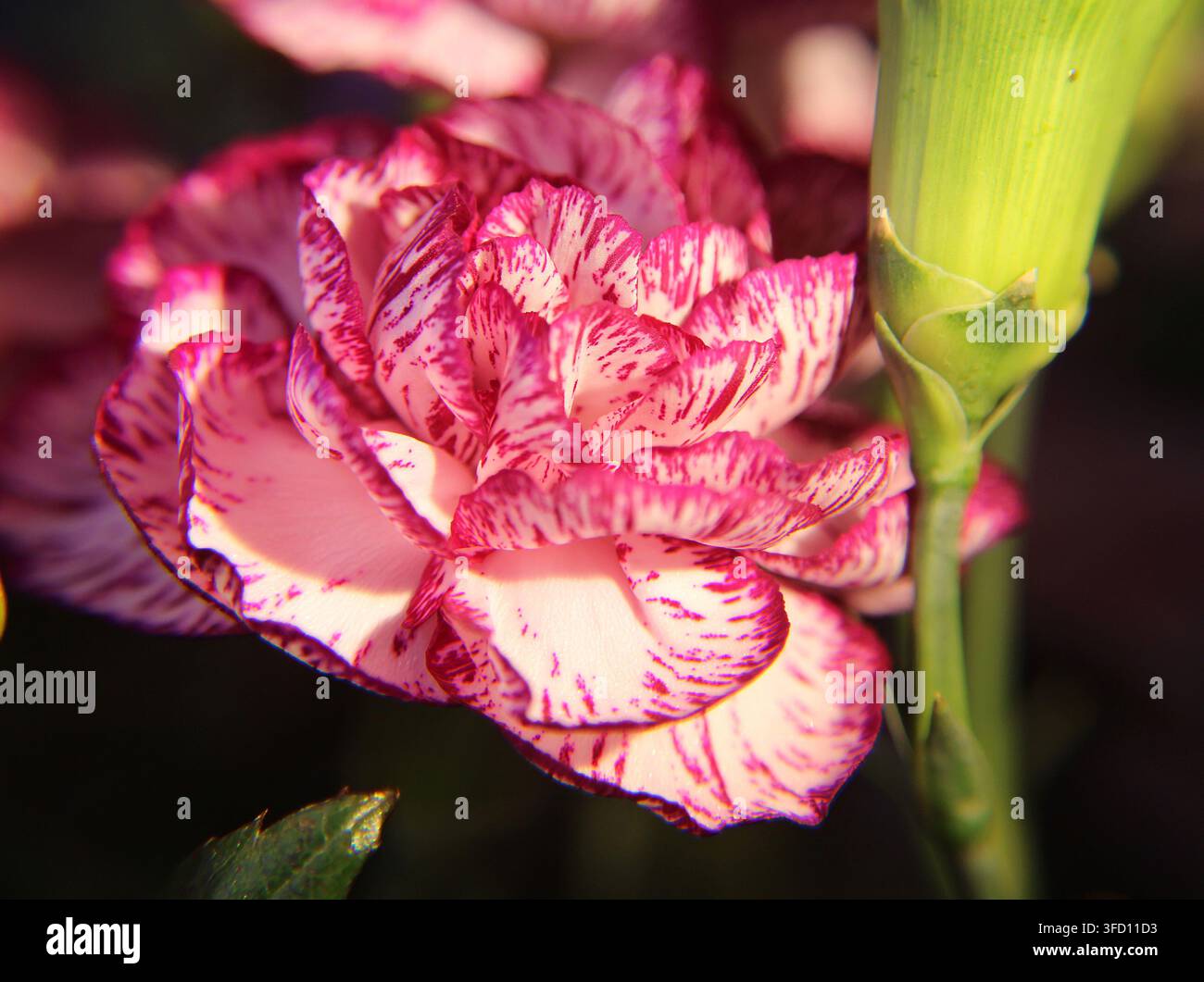 Garofano variegato con petali frastagliati e frangiati su uno sfondo quasi nero, i petali retroilluminati brillano con una profondità traslucida come vetro dipinto. Foto Stock