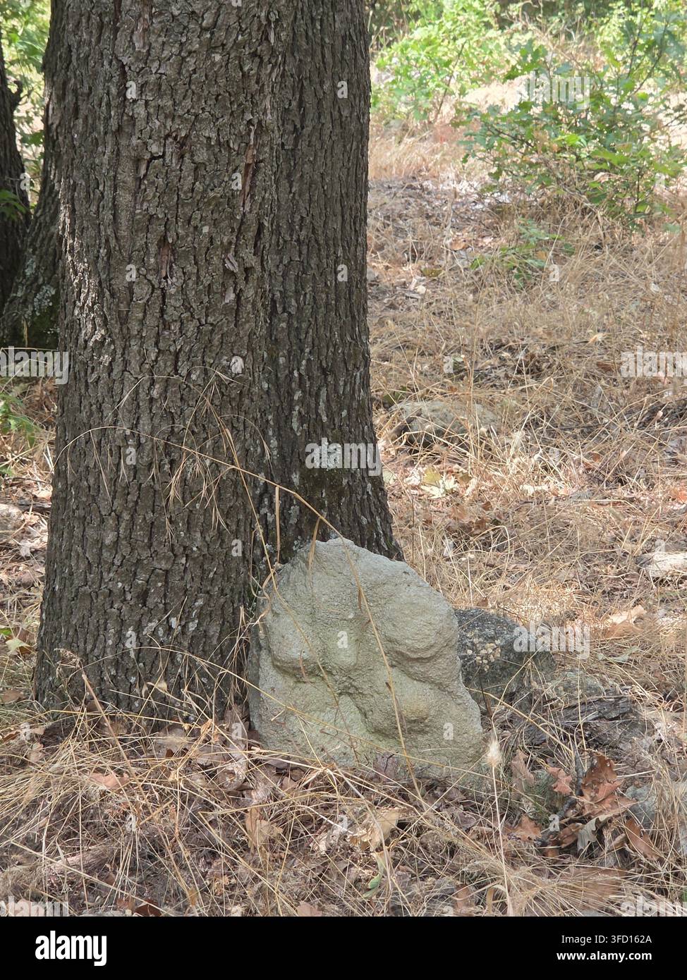 Piccola roccia naturale che assomiglia a un volto umano accanto a un albero vicino a Nochevo, Rhodopi orientali, Bulgaria - Immagine stock catturata con smartphone