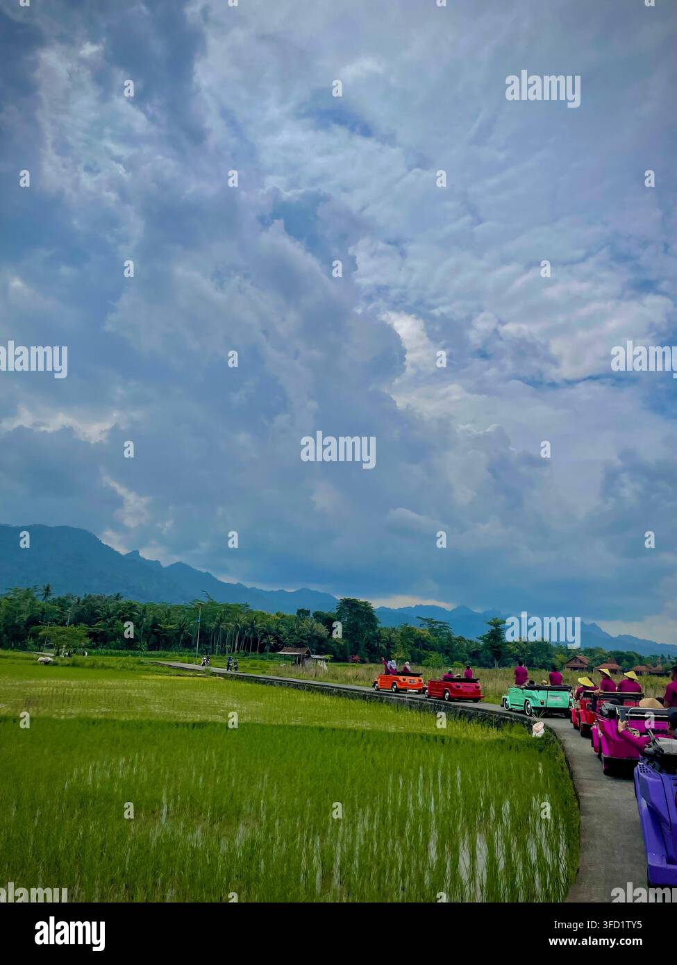 Convoglio di auto classiche colorate che attraversano i campi di riso verdi del villaggio turistico di Tuksongo, Magelang - Immagine stock catturata con smartphone