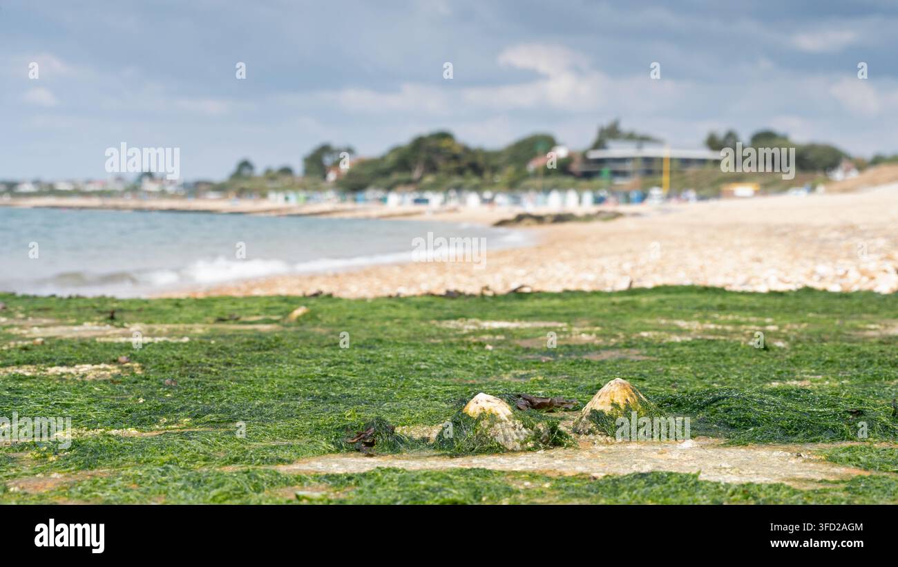 Lee sulla spiaggia di Solent Foto Stock