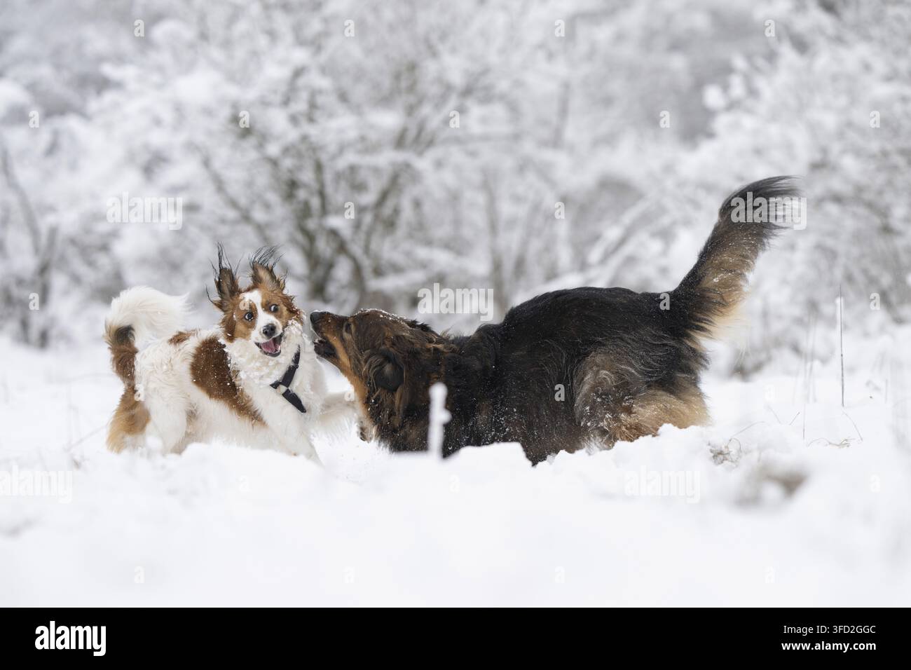 Cane meticcio e Kooikerhondje che giocano nella neve Foto Stock