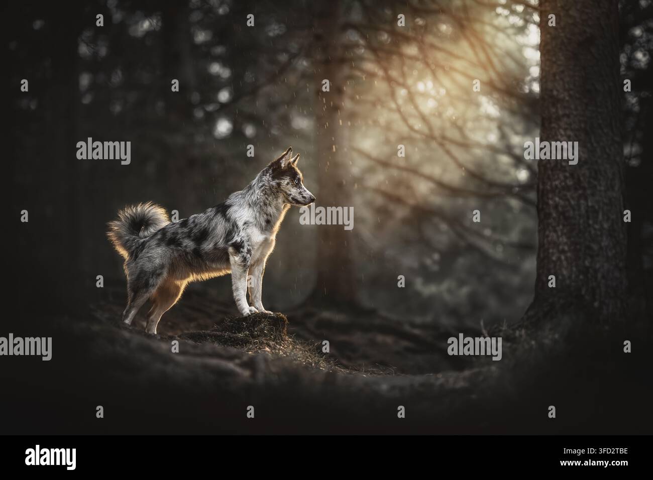 Maschio Ausky in piedi su una radice d'albero nella foresta Foto Stock