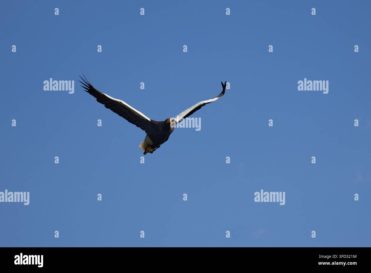 Aquila di Steller che volteggia contro un cielo blu chiaro Foto Stock