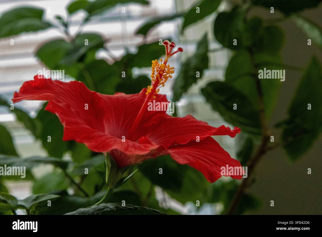 Un singolo fiore di ibisco rosso dell'Hibiscus rosa-sinensis 'Brilliant' classico, un vivace arbusto tropicale sempreverde noto per i suoi fiori audaci a forma di tromba Foto Stock