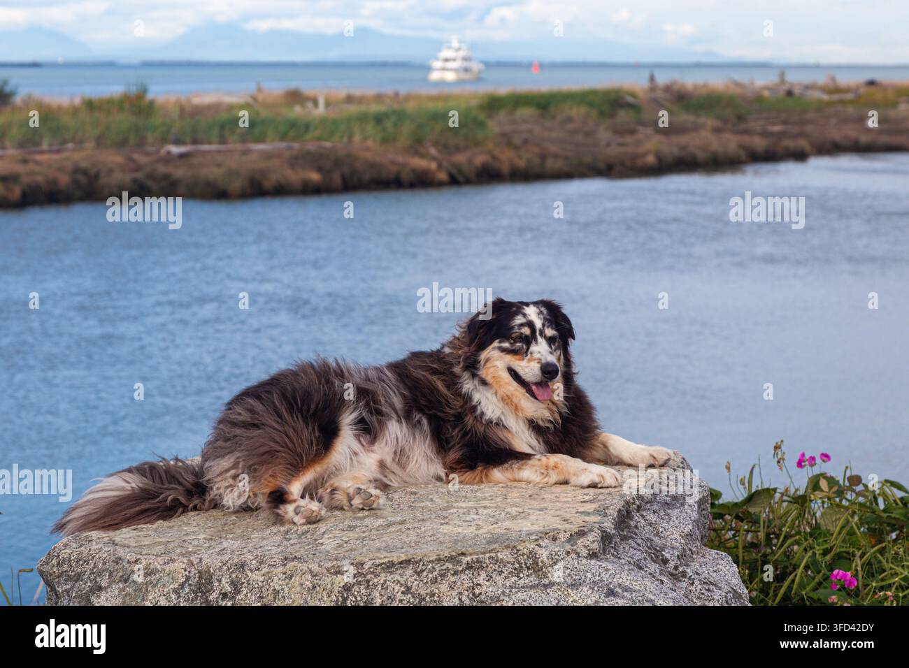 Cane fedele di famiglia che riposa su una roccia a Gary Point a Steveston, British Columbia, Canada Foto Stock