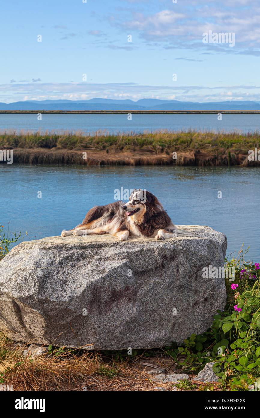 Cane fedele di famiglia che riposa su una roccia a Gary Point a Steveston, British Columbia, Canada Foto Stock