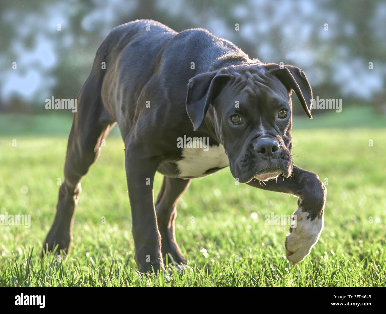 Giovane cane Boxer nero su prato erboso Foto Stock