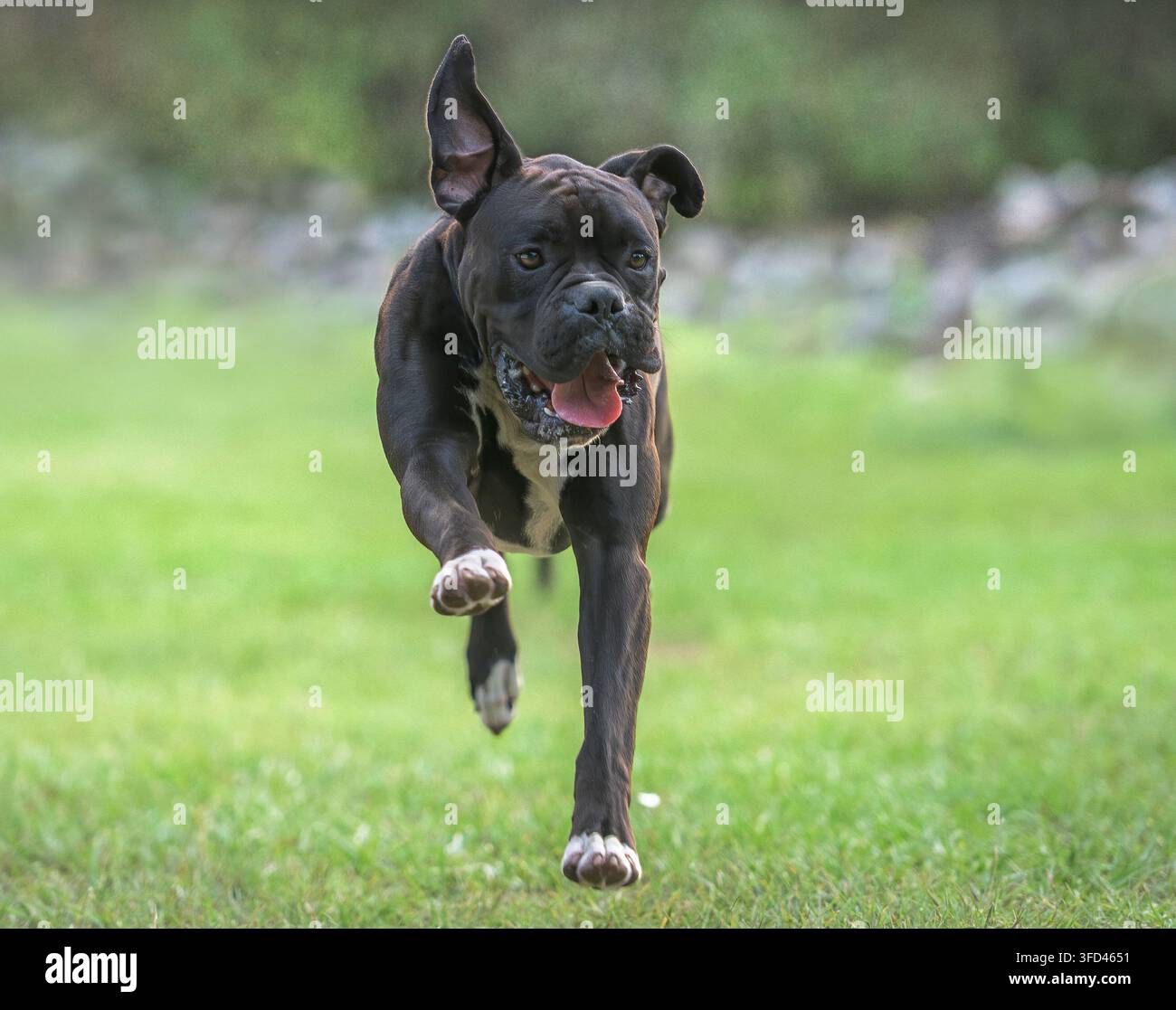 Cani Boxer giovanili di 9 mesi corrono a testa bassa su un prato di erba verde Foto Stock