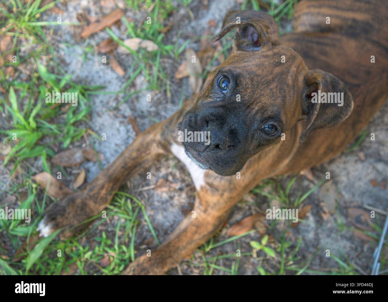 Animale neonato cucciolo di Boxer tigrato sdraiato a terra che guarda verso l'alto Foto Stock