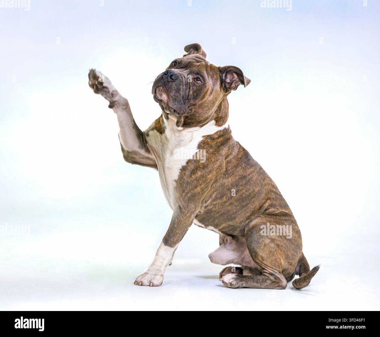 Cane adulto di tipo Pit Bull con zampa alzata seduto su sfondo bianco Foto Stock