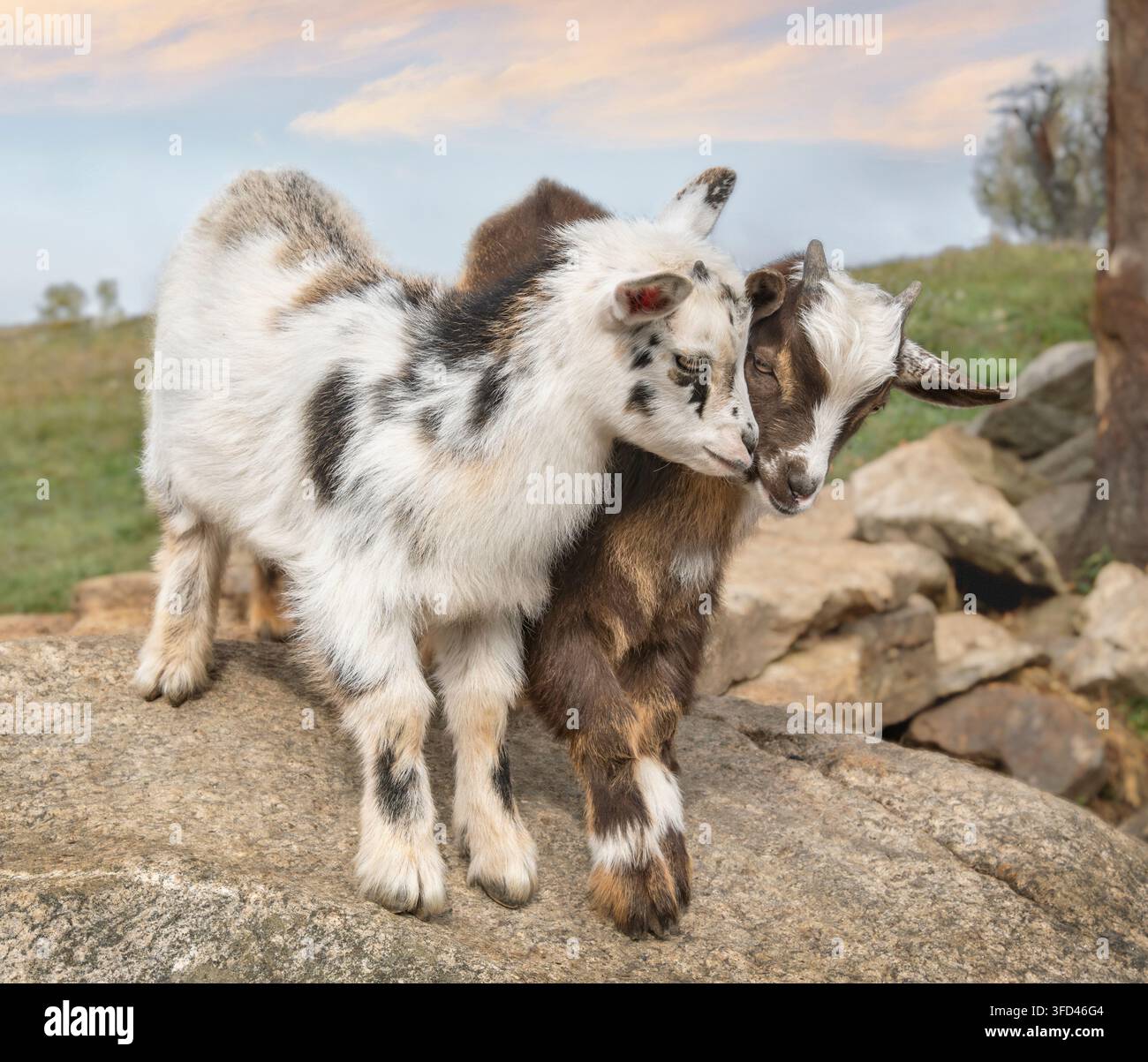 Animali neonati capre nane nigeriane in piedi su massi con cielo al crepuscolo Foto Stock