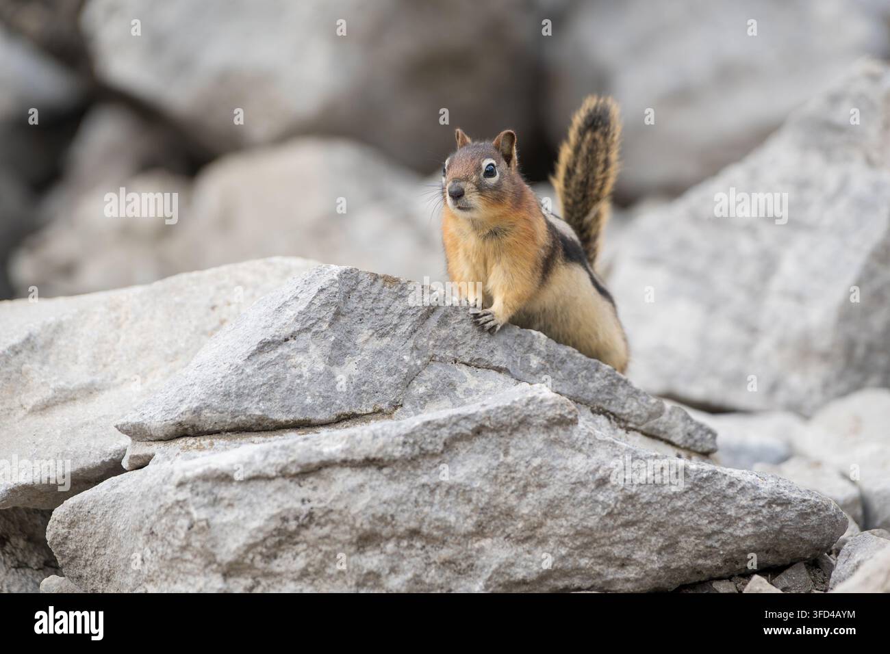 Scoiattolo terraguolo dal mantello dorato che riposa su rocce calcaree frastagliate in un ambiente alpino. Kananaskis, Alberta, Canada. Foto Stock